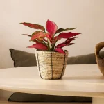 Aglaonema Cherry Baby