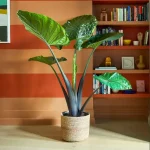 Alocasia Dark Star