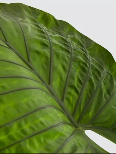 Alocasia Dark Star Gallery 2