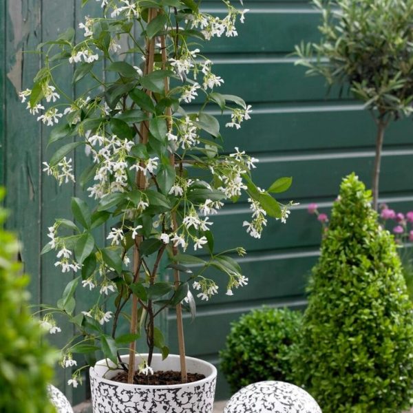 Buy Star Jasmine Plant Online