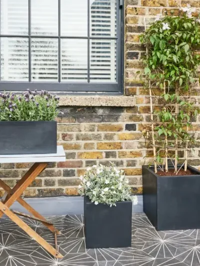 Clematis Montana Fragrant Flowering Vine Gallery 2