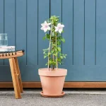 Clematis Pink Hagley Hybrid