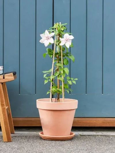 Clematis Pink Hagley Hybrid