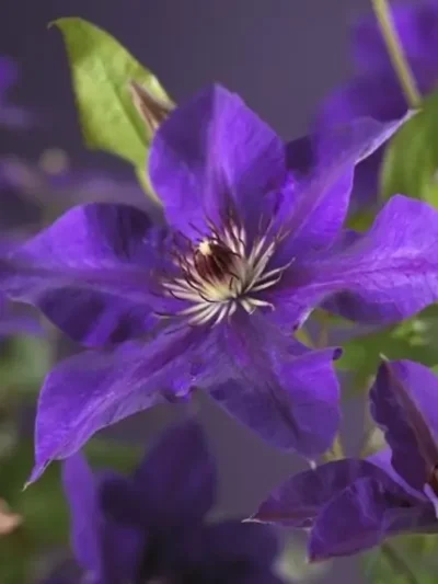 Clematis The President Rich Purple Flowering Vine