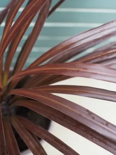 Cordyline Red Gallery