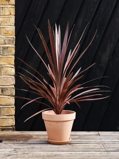 Cordyline red