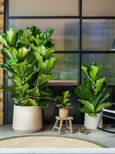 Fiddle Leaf Fig