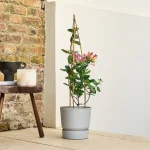 Honeysuckle-lonicera