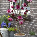 Magnolia Black Tulip