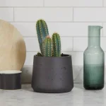 Pilosocereus Azureus