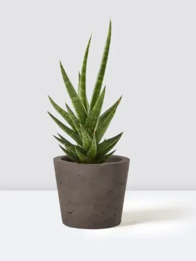 Sansevieria Spikey Gallery 1