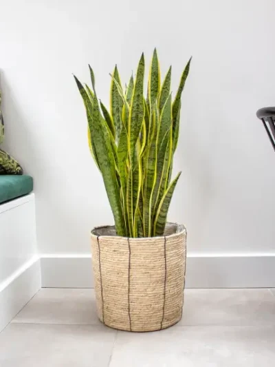 Snake Plant Gallery 1