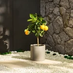 Sweet orange tree