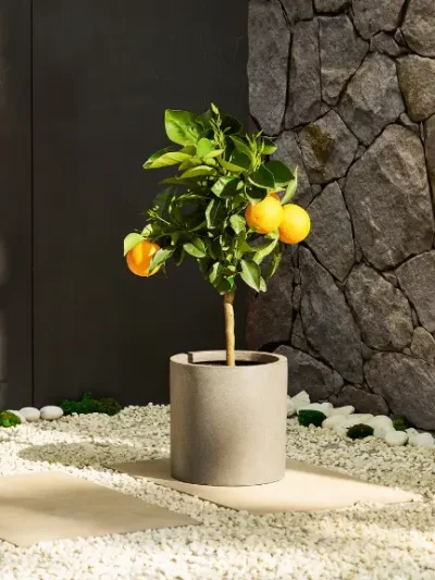 Sweet orange tree