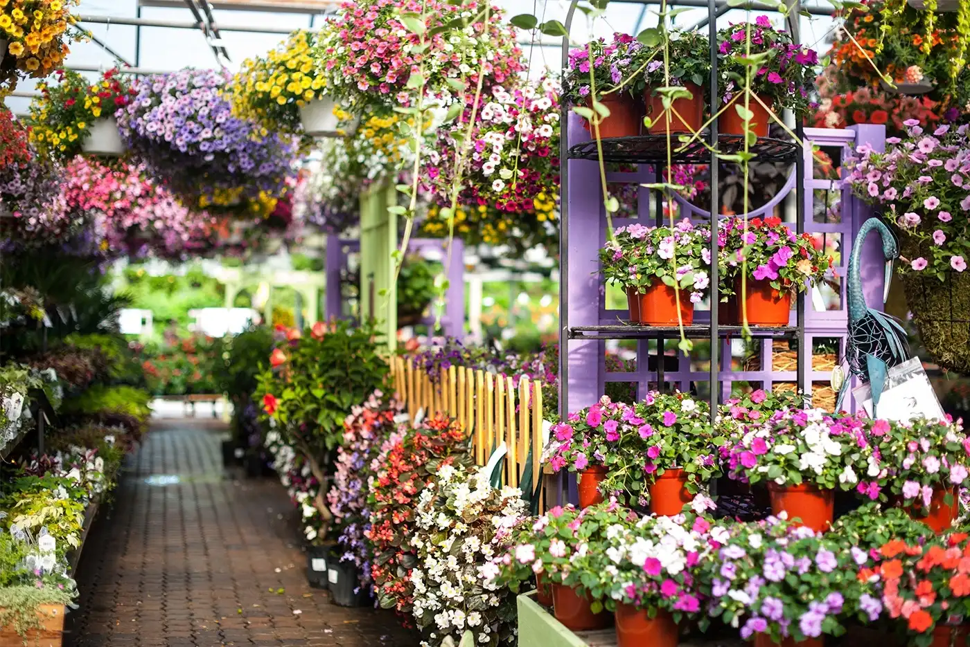 Outdoor Plants in Pakistan