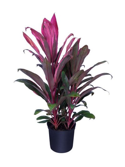 Cordyline Calypso Queen