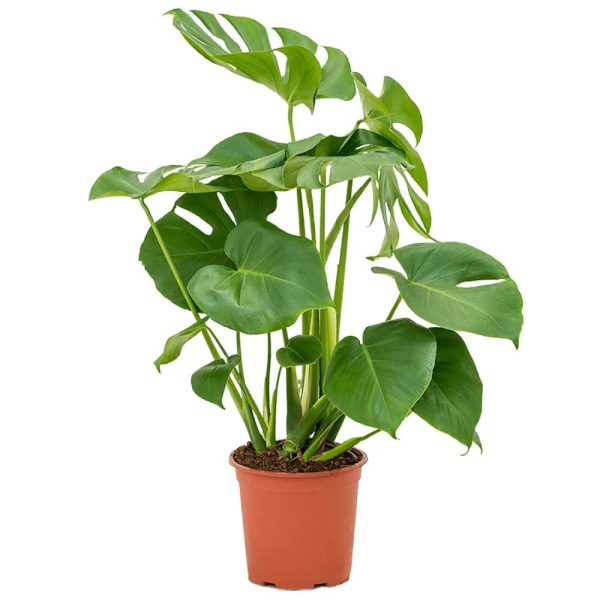 Monstera Bundle 3