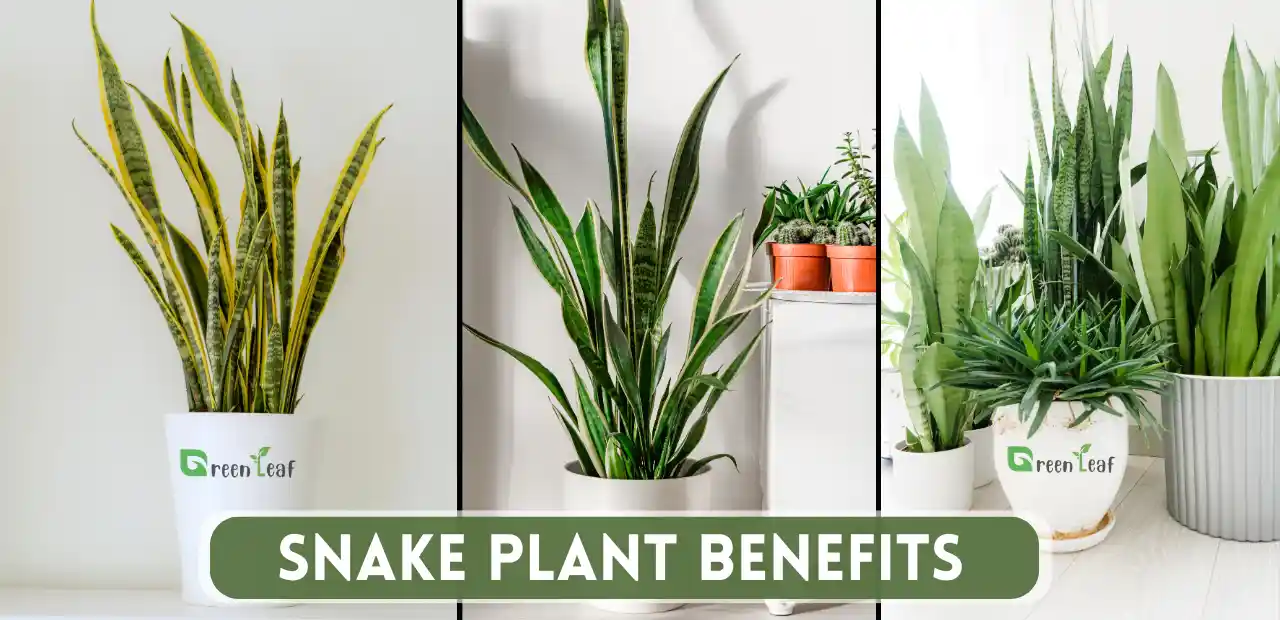 Snake Plant Benefits