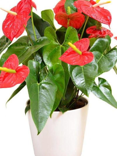 Anthurium Mille Red