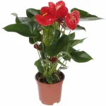 anthurium mille red
