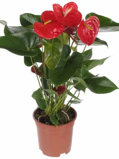 anthurium mille red