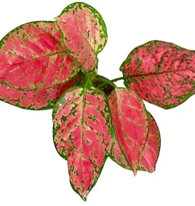 Aglaonema (Red and Green Color) | Valentine Chinese Evergreen