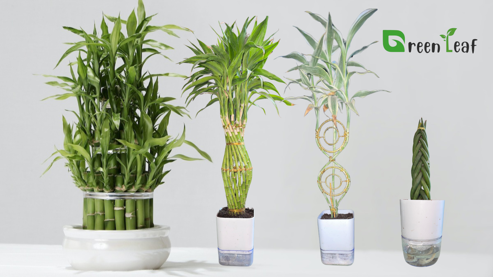 bamboo plants near me