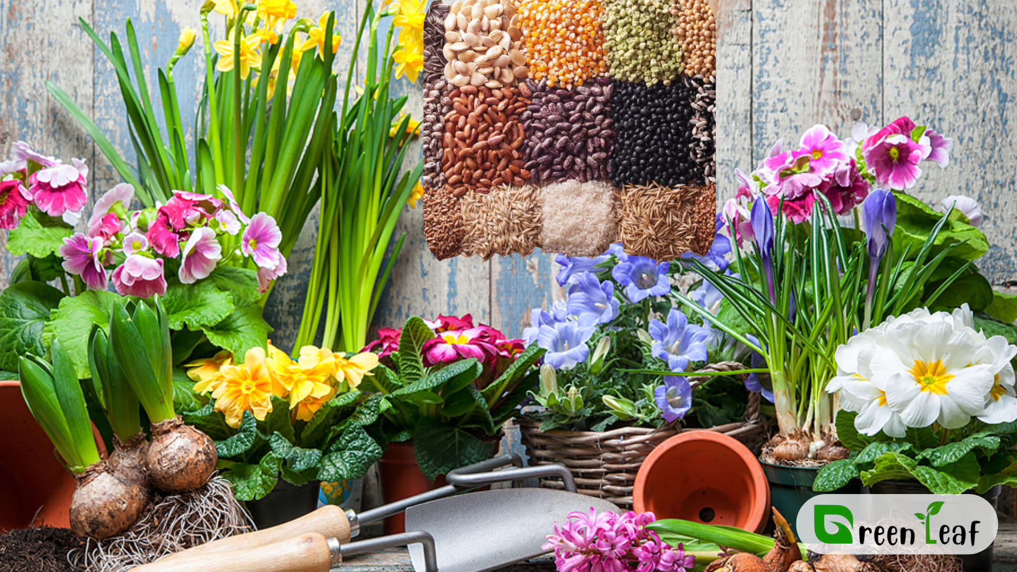 Plants Flowers & Seeds