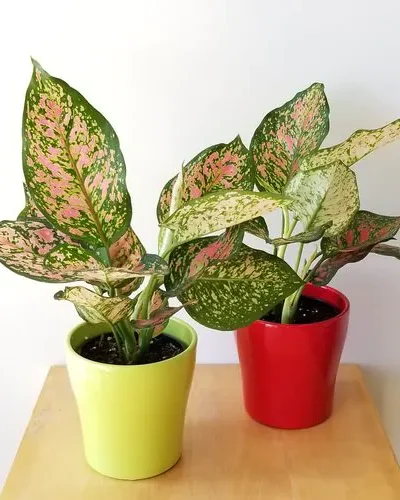 Aglaonema (Red and Green Color) | Valentine Chinese Evergreen