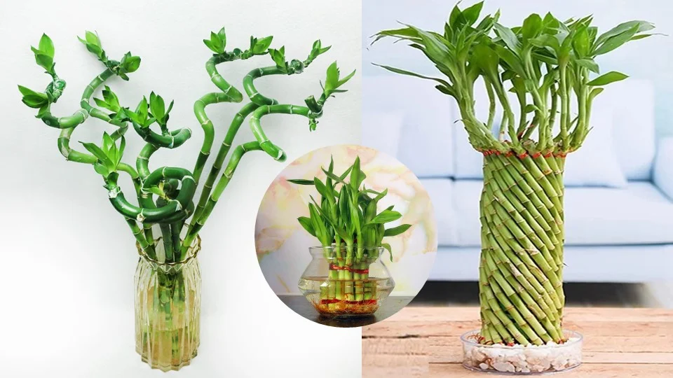 Buy Lucky Bamboo Online