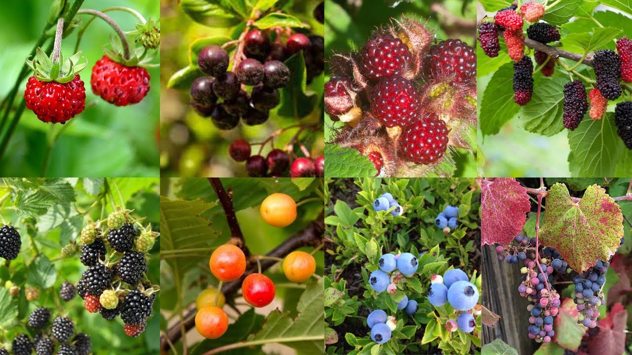 aak fruits plants