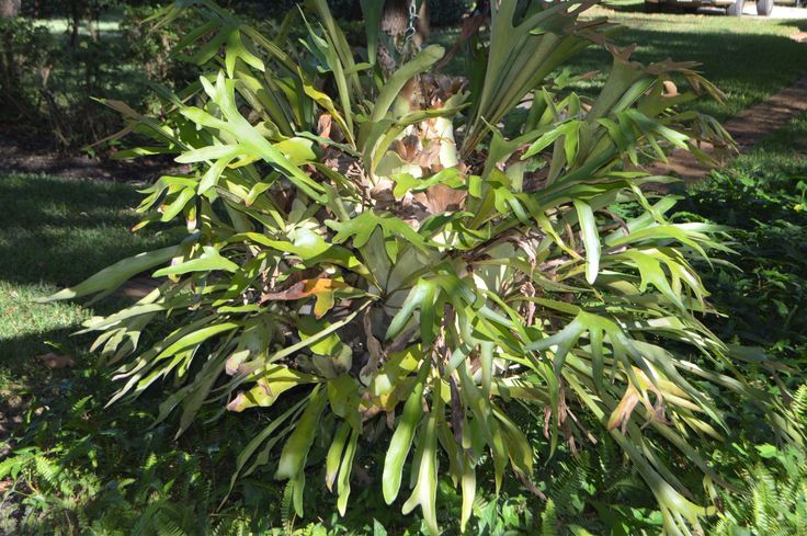 mounted staghorn fern