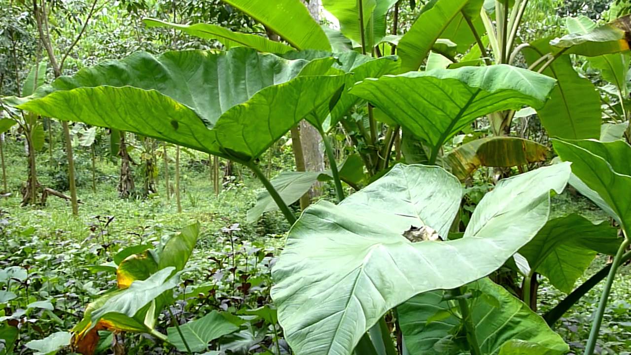 tall big leaf plant