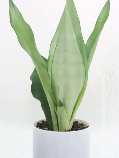 Sansevieria Moonshine | Silver Snake Plant (Imported)