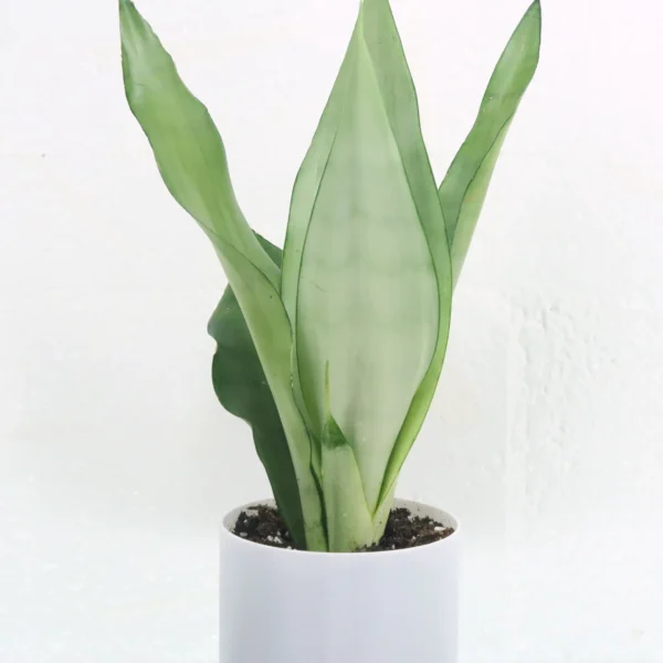 Sansevieria Moonshine | Silver Snake Plant (Imported) - Image 2