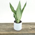 Sansevieria Moonshine | Silver Snake Plant (Imported)