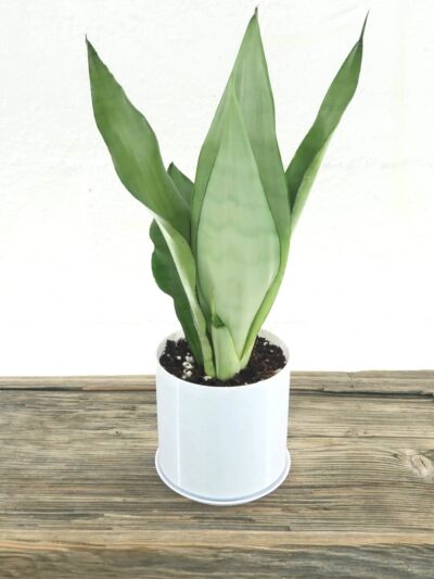 Sansevieria Moonshine | Silver Snake Plant (Imported)