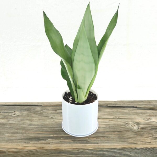 Sansevieria Moonshine | Silver Snake Plant (Imported)
