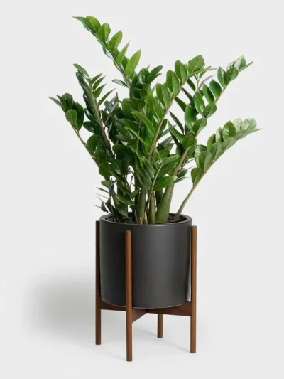 Zamioculcas zamiifolia, ZZ Plant ( Imported )