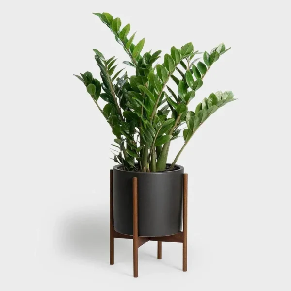 Zamioculcas zamiifolia, ZZ Plant ( Imported )