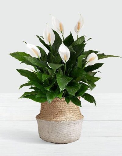 Peace Lily (Imported) | Spathiphyllum