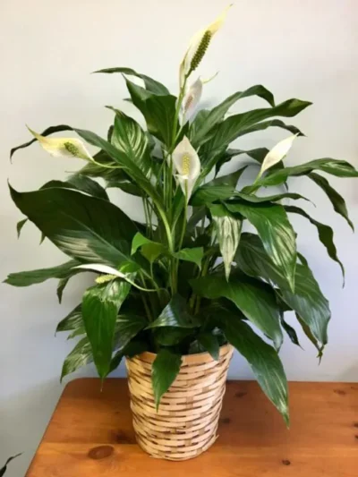 Peace Lily (Imported) | Spathiphyllum