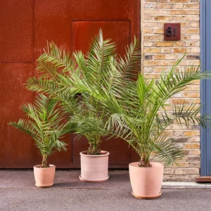 Canary Island Date Palm (Phoenix canariensis) | Tropical Outdoor Palm Tree