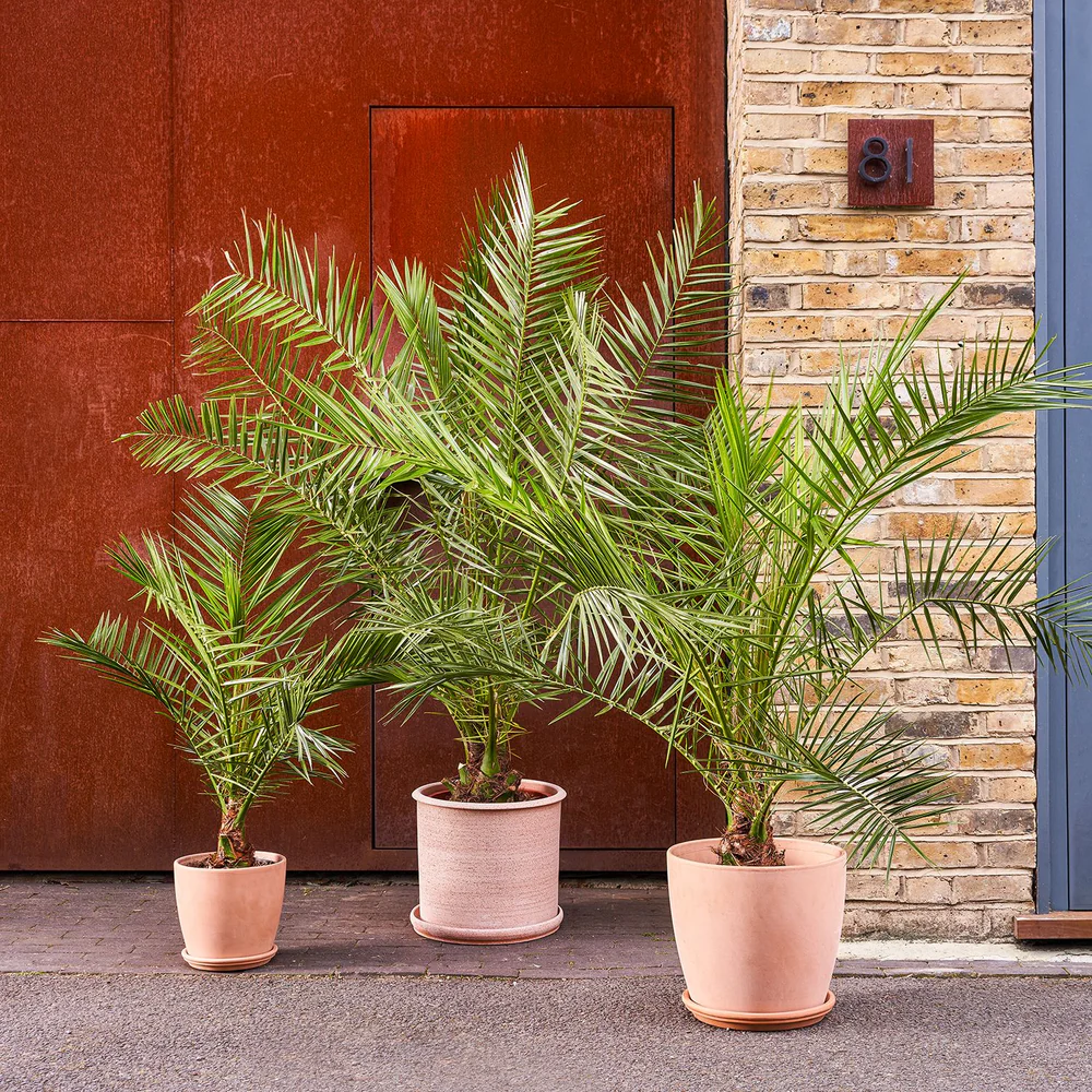Canary Island Date Palm (Phoenix canariensis) | Tropical Outdoor Palm Tree