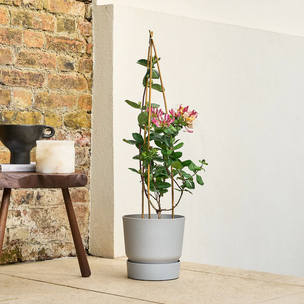 Honeysuckle (Lonicera henryi) | Fragrant Evergreen Climbing Plant