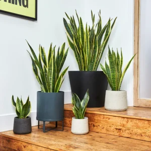 Snake Plant (Sansevieria Laurentii) | Air Purifying Indoor Houseplant