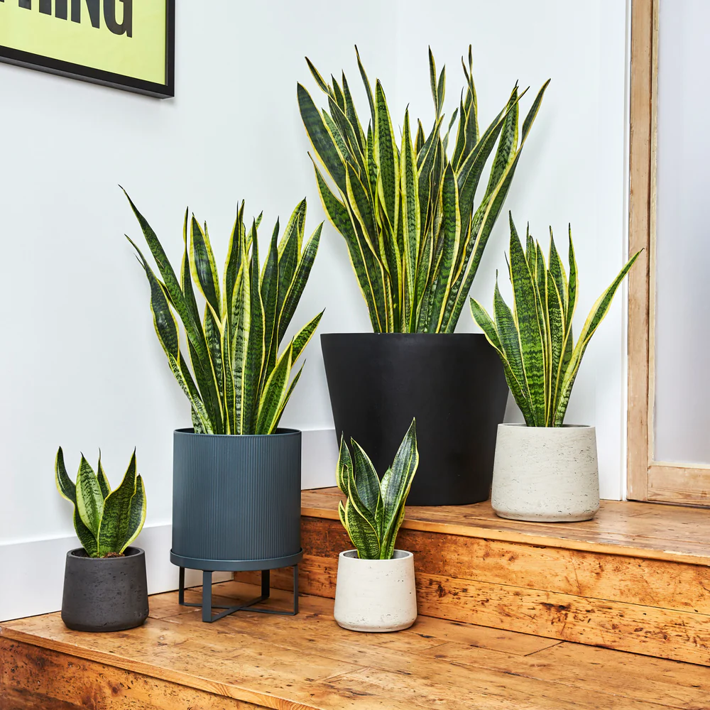 Snake Plant (Sansevieria Laurentii) | Air Purifying Indoor Houseplant
